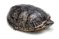 Sternotherus odoratus adult